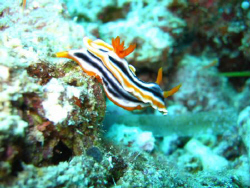 Nudibranch by Adrian Newell 